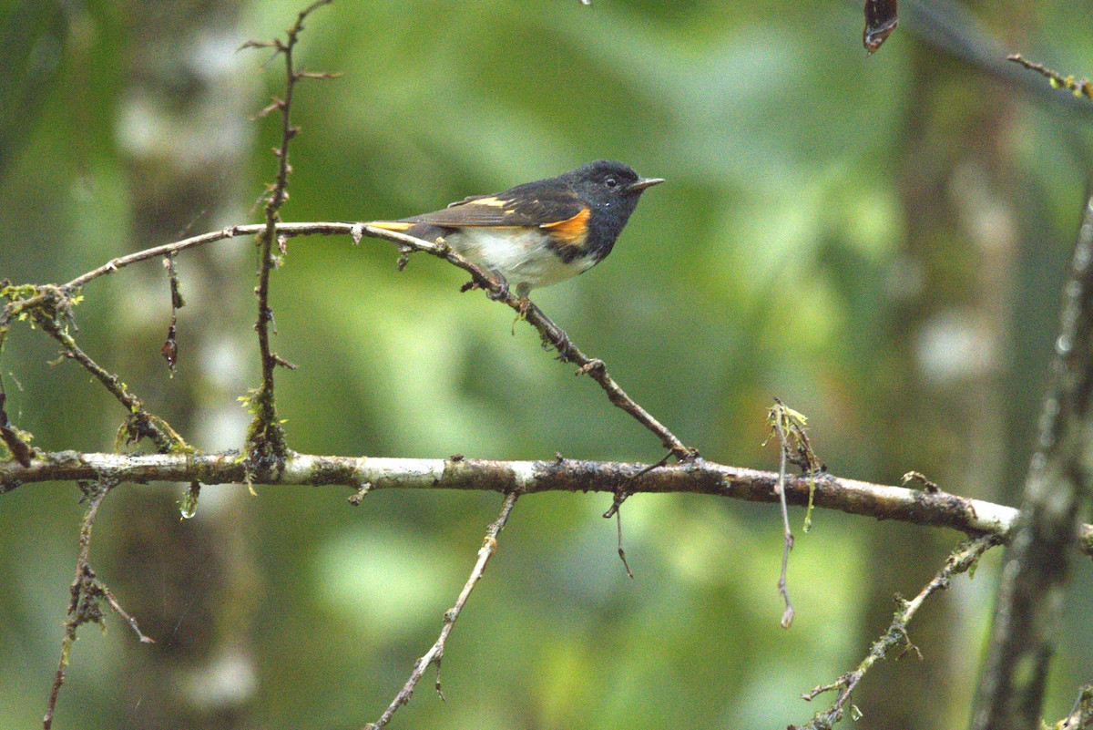 American Redstart - ML645924654