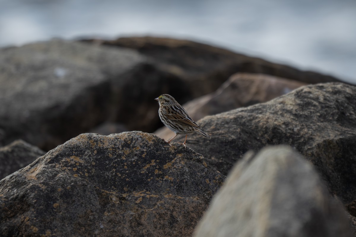 サバンナシトド（sandwichensis グループ） - ML645924656