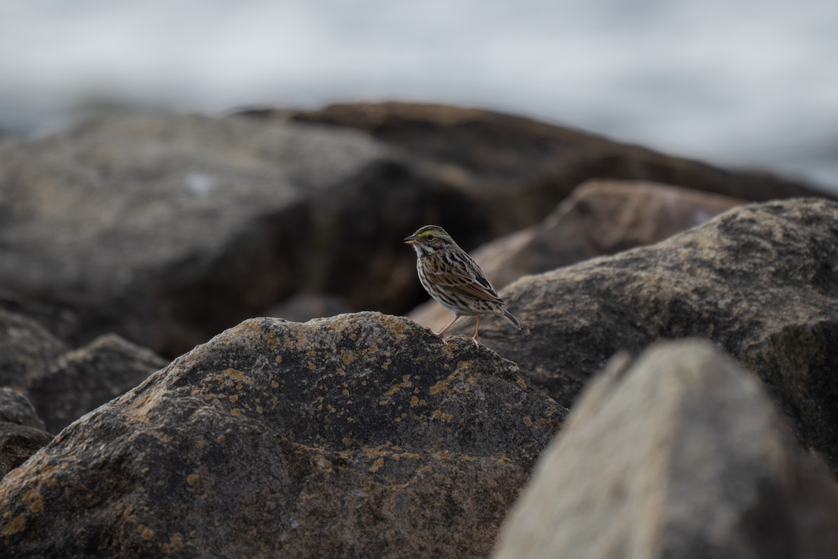 サバンナシトド（sandwichensis グループ） - ML645924658