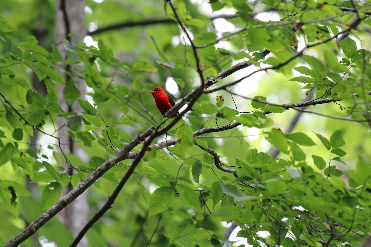 Scarlet Tanager - ML645924659