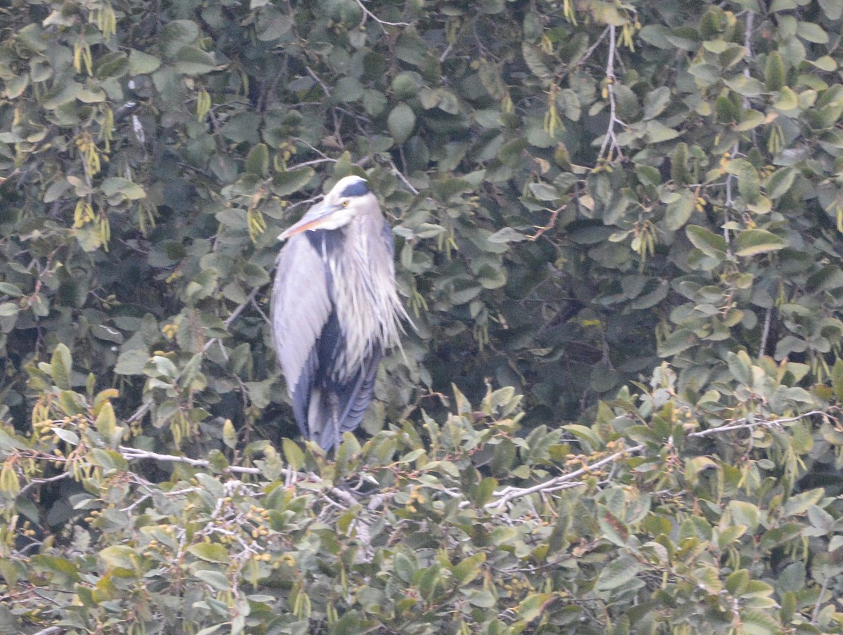 Great Blue Heron - ML645924667