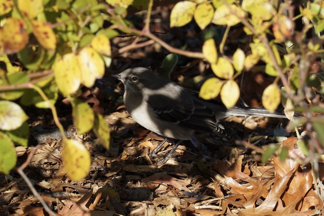 Northern Mockingbird - ML645924669