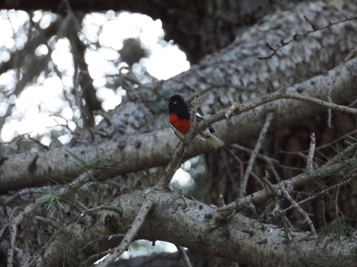 Painted Redstart - ML645924672
