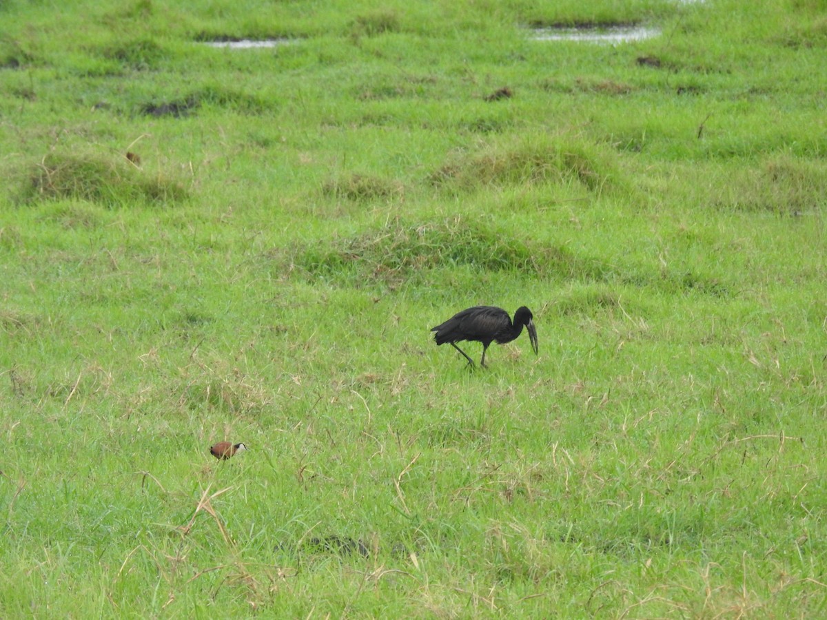 African Openbill - ML645924673