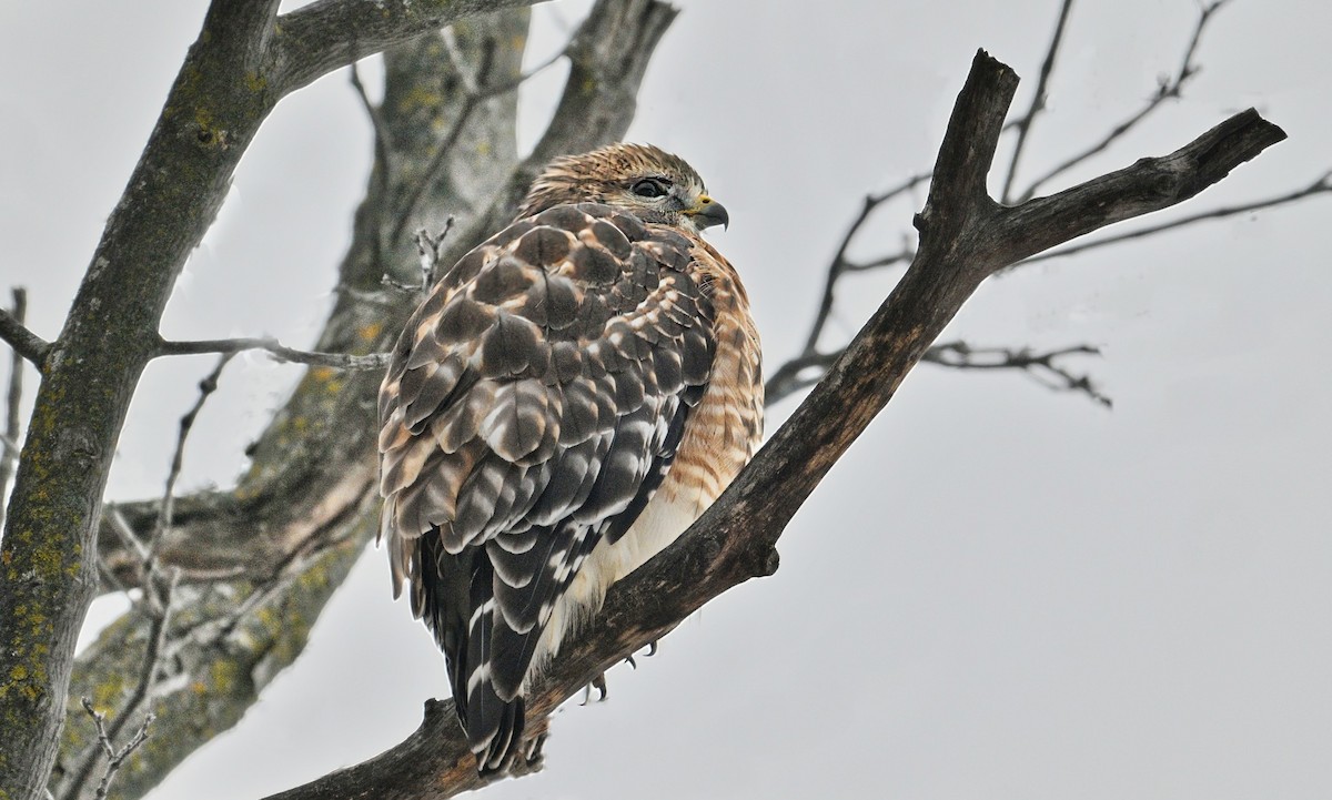 Red-shouldered Hawk - ML645924674
