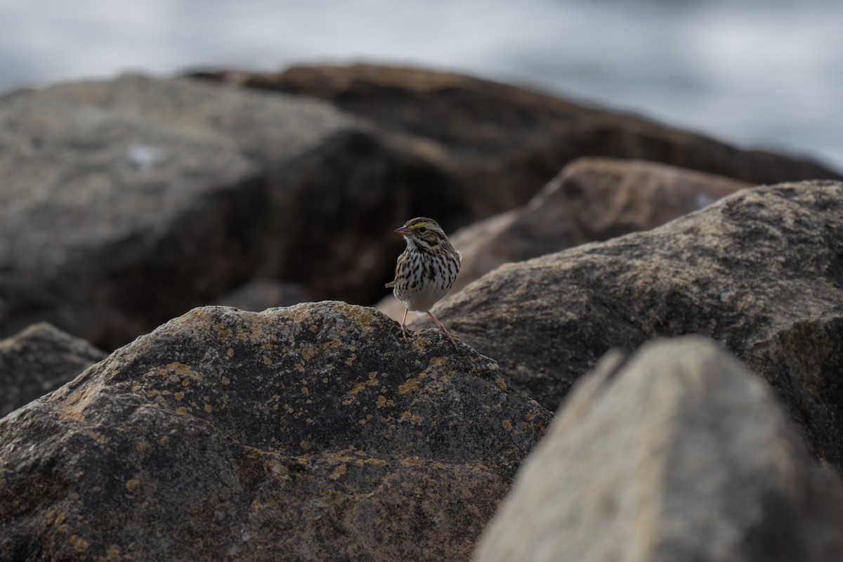 サバンナシトド（sandwichensis グループ） - ML645924675