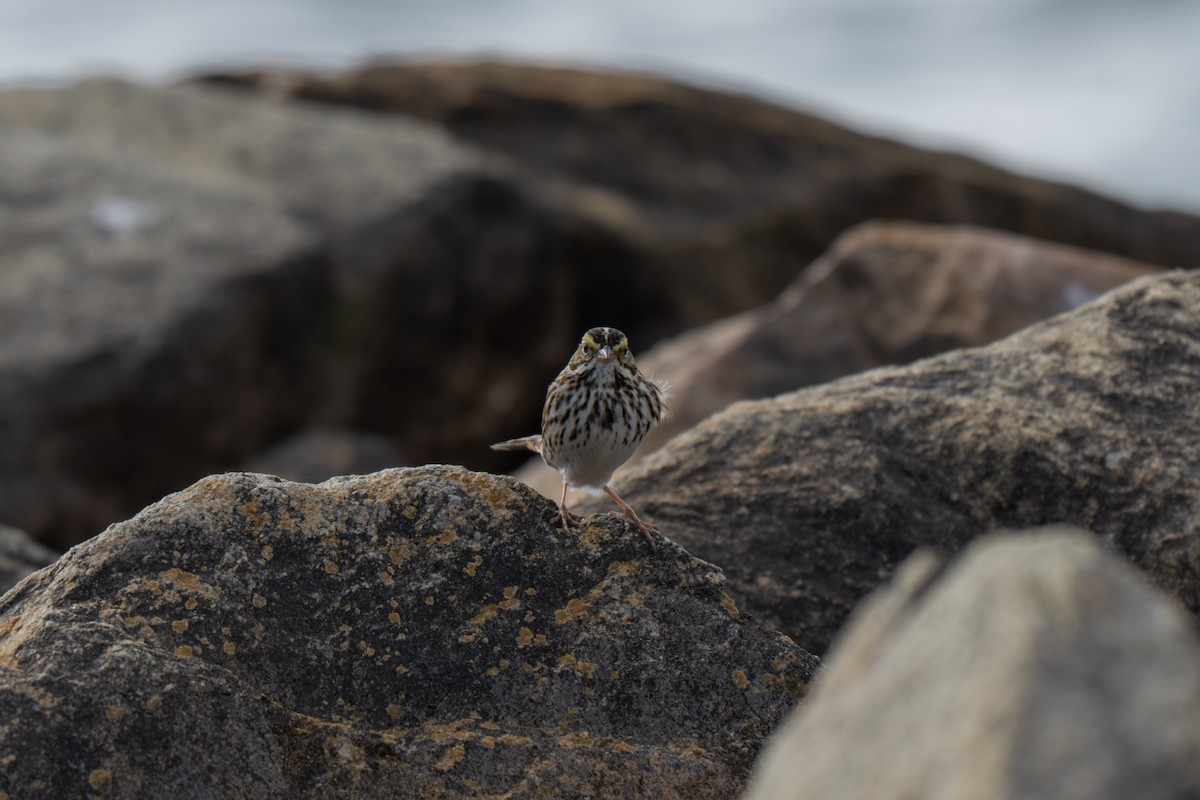 サバンナシトド（sandwichensis グループ） - ML645924684
