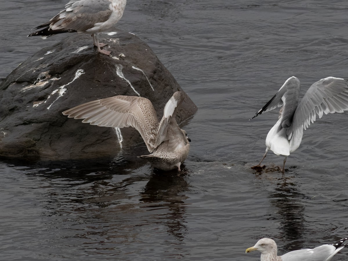 Iceland Gull - ML645924685
