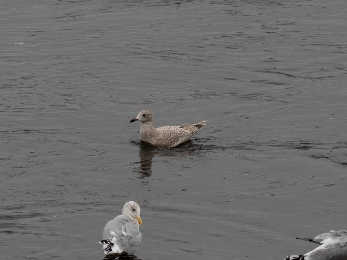 Iceland Gull - ML645924686