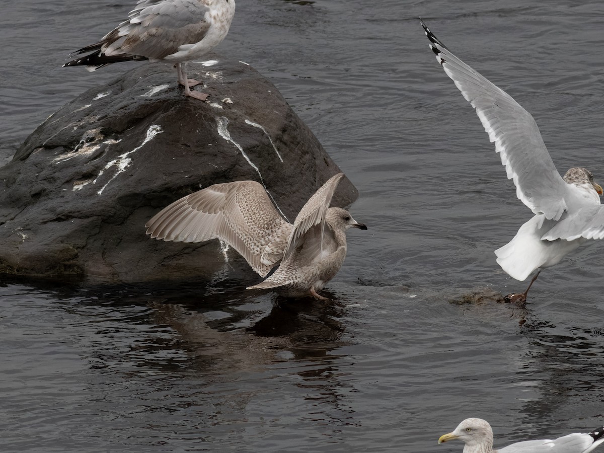 Iceland Gull - ML645924687
