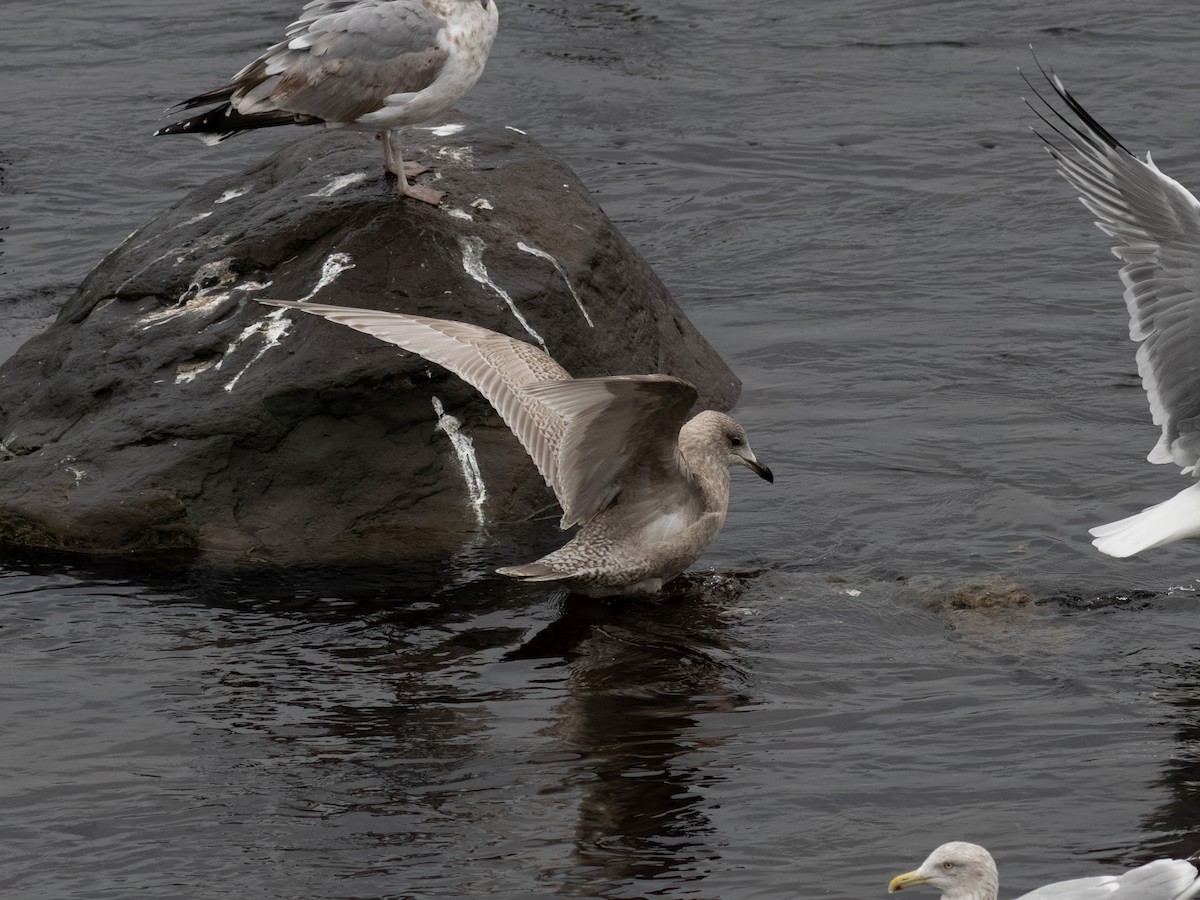 Iceland Gull - ML645924688
