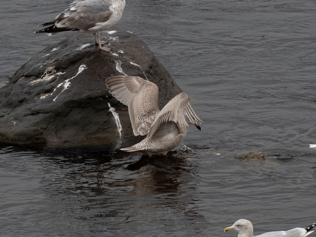 Iceland Gull - ML645924689