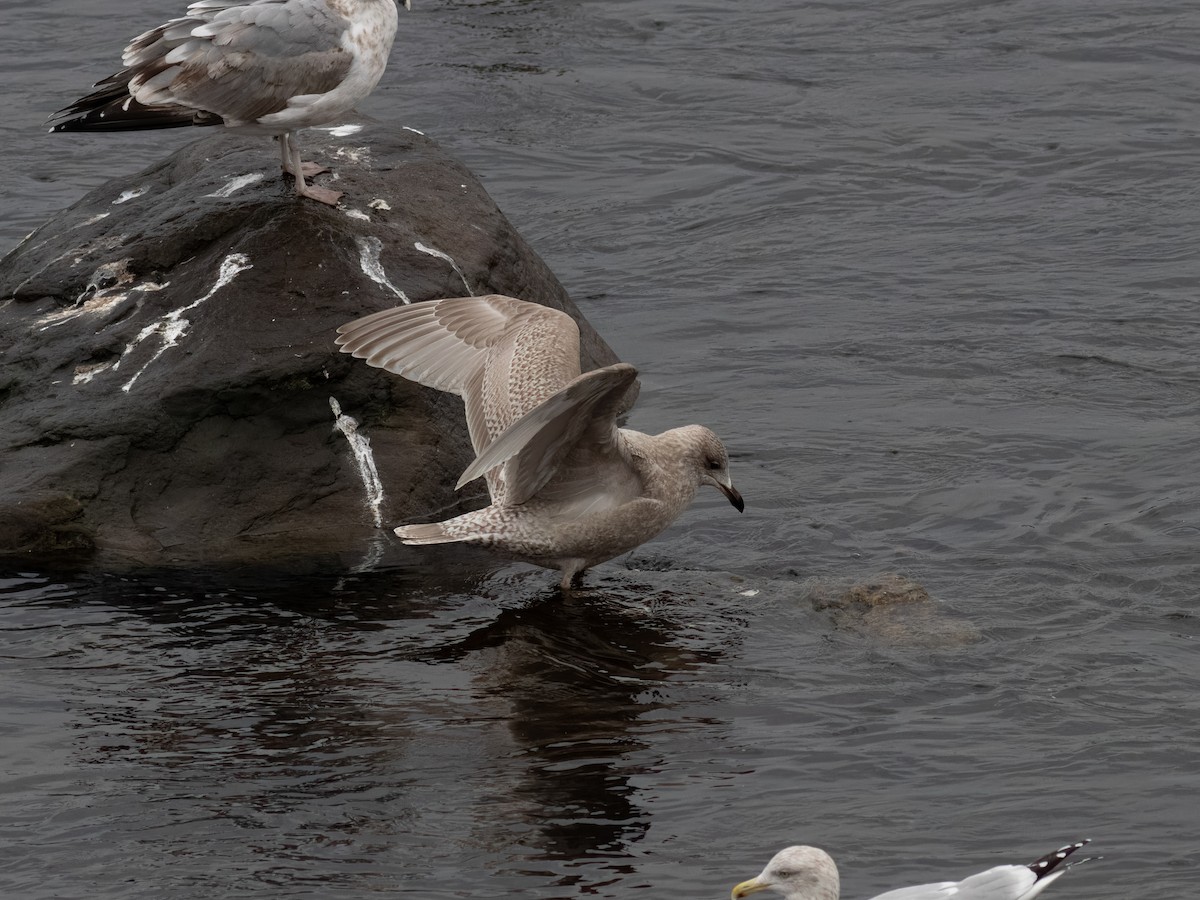 Iceland Gull - ML645924690