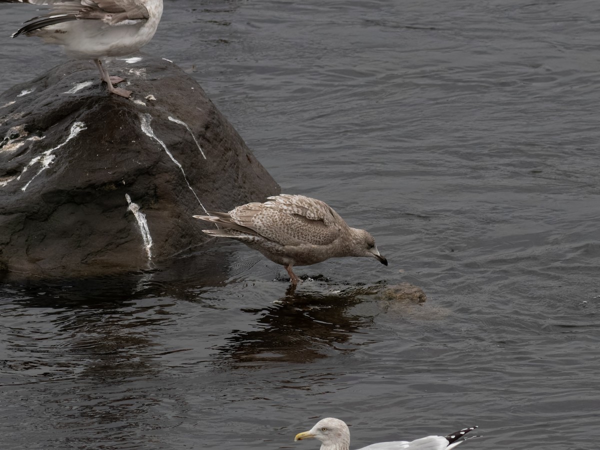 Iceland Gull - ML645924691