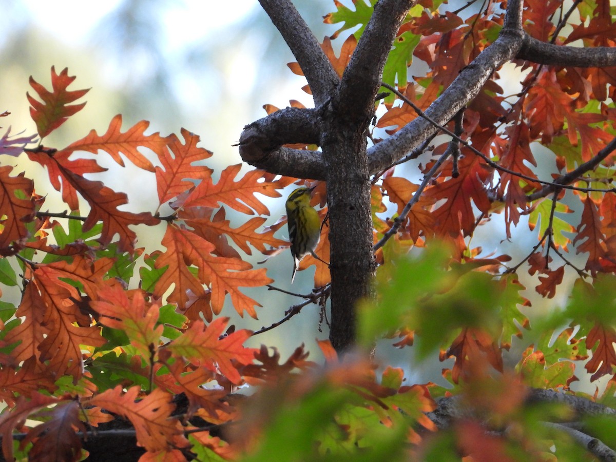 Townsend's Warbler - ML645924695