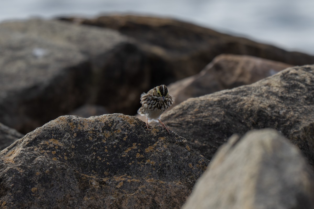 サバンナシトド（sandwichensis グループ） - ML645924696