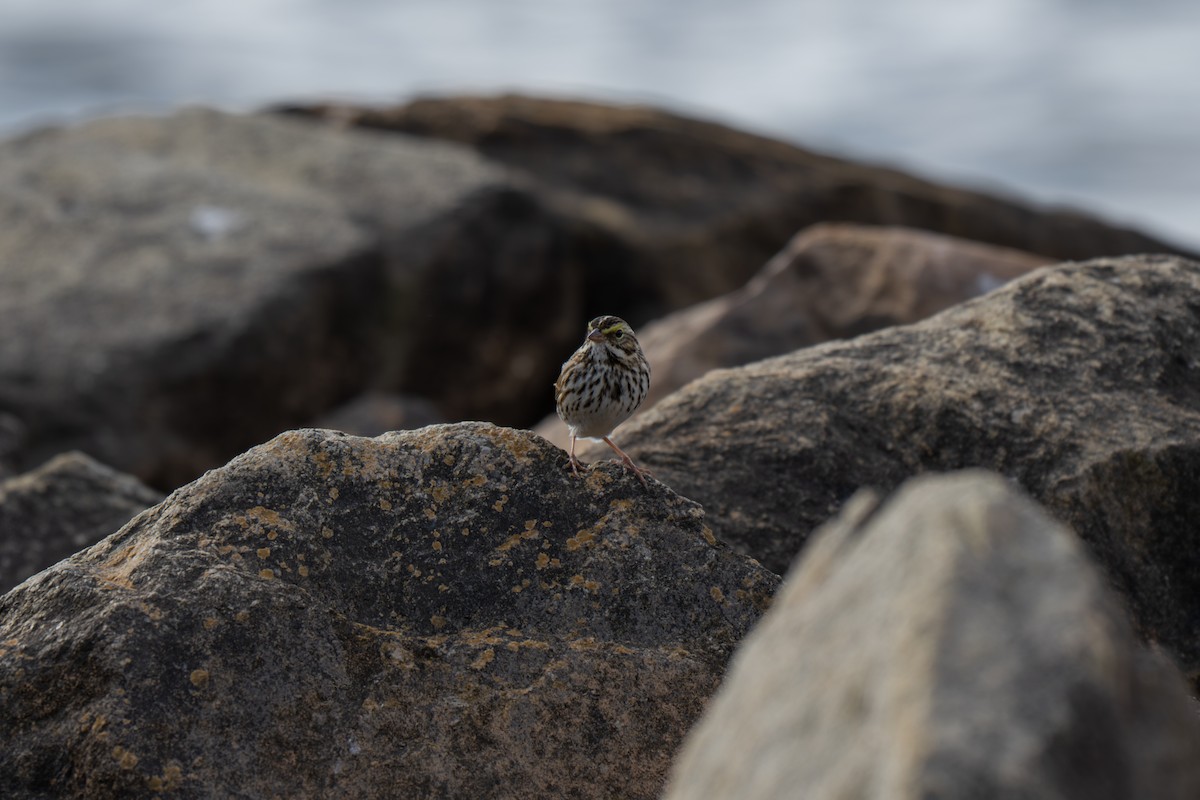 サバンナシトド（sandwichensis グループ） - ML645924699