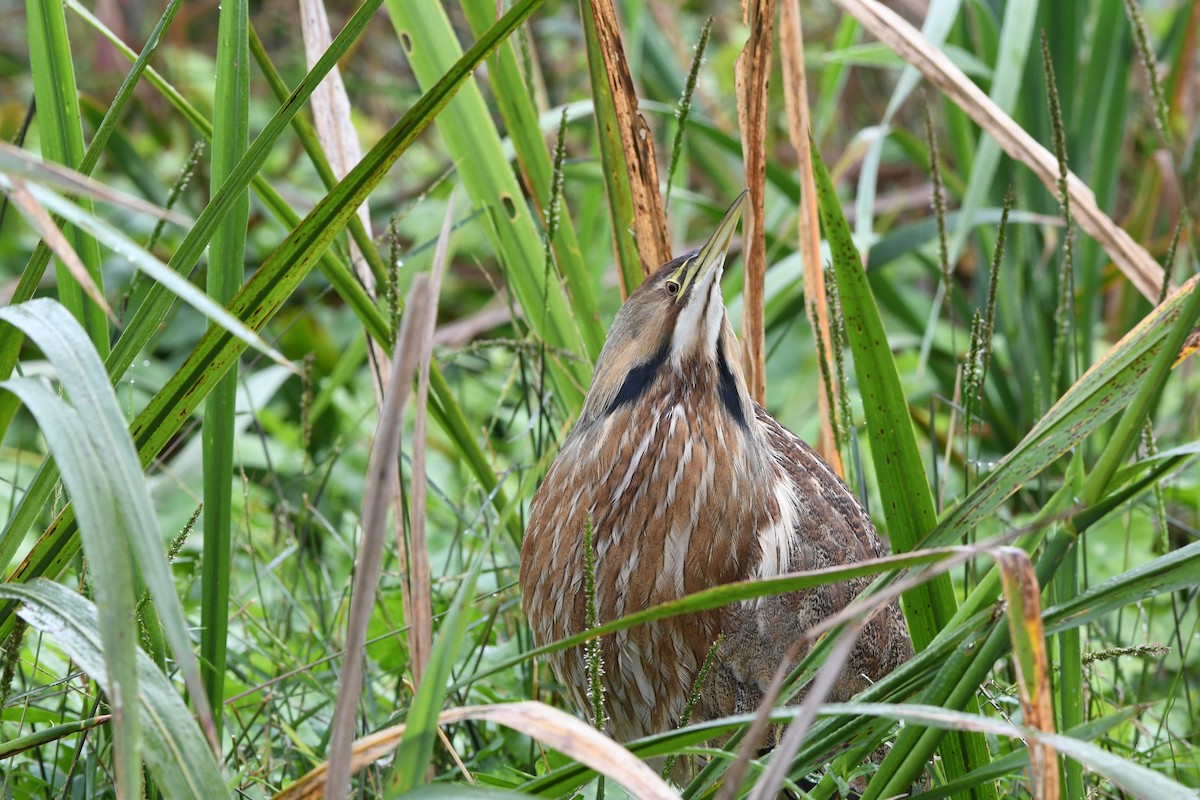 Amerika Balabanı - ML645924703