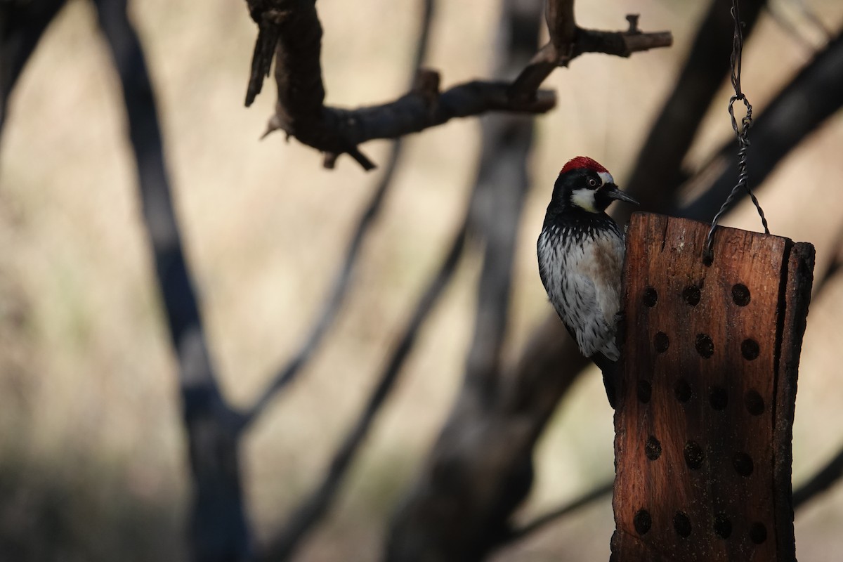Acorn Woodpecker - ML645924705