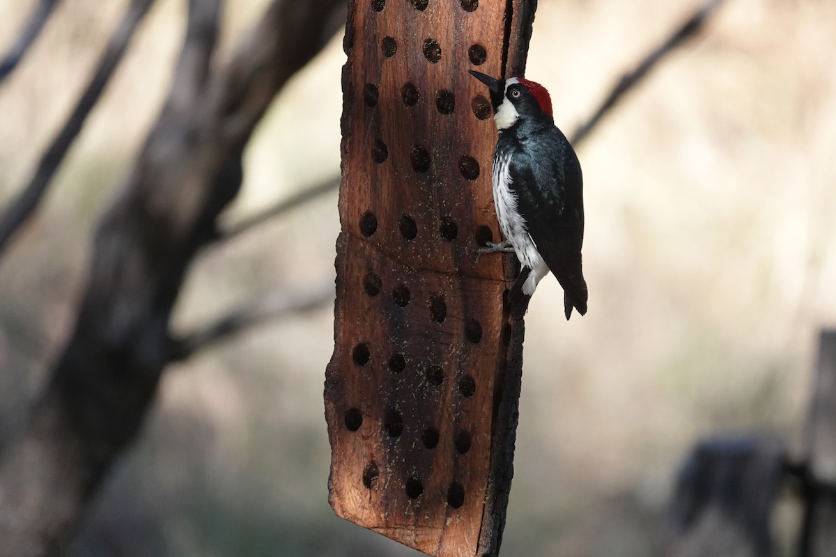 Acorn Woodpecker - ML645924706