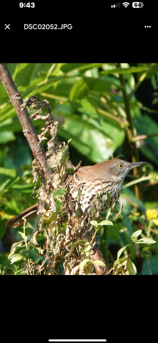 דשוש חום - ML645924707