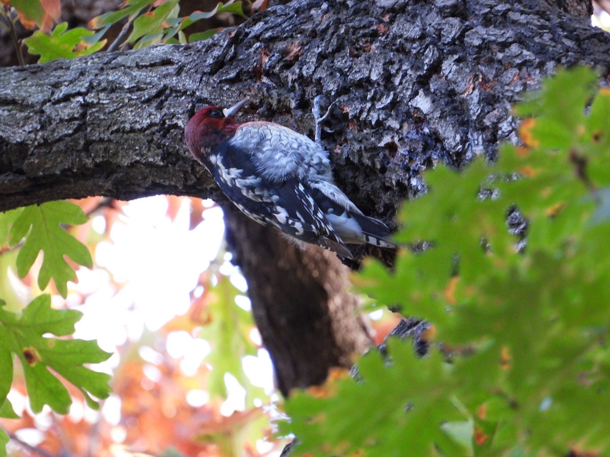 Red-breasted Sapsucker - ML645924709