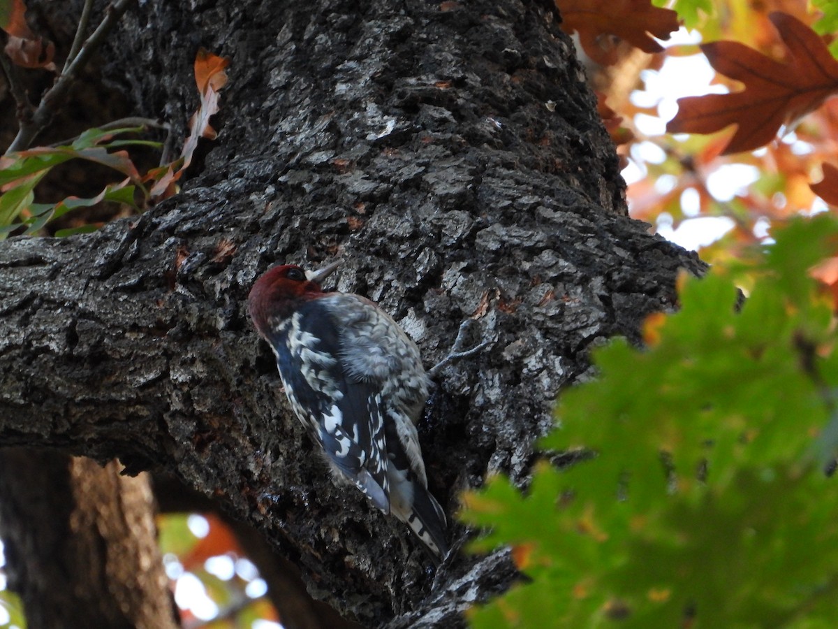Red-breasted Sapsucker - ML645924710