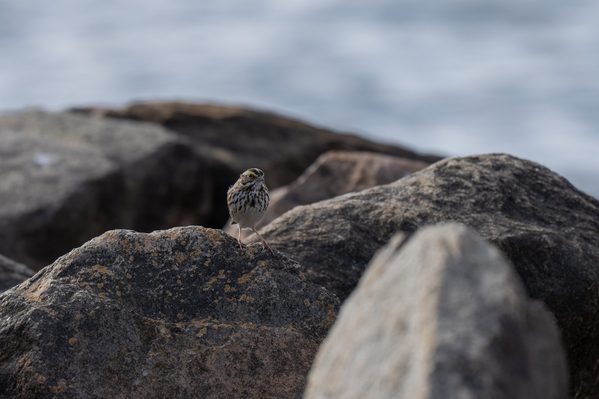 サバンナシトド（sandwichensis グループ） - ML645924711