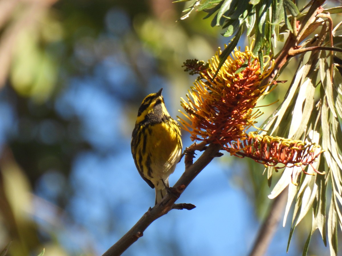 Townsend's Warbler - ML645924712