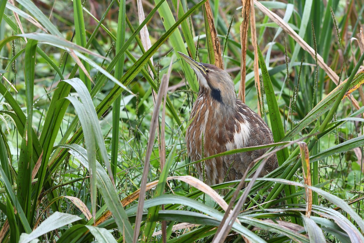 Amerika Balabanı - ML645924714