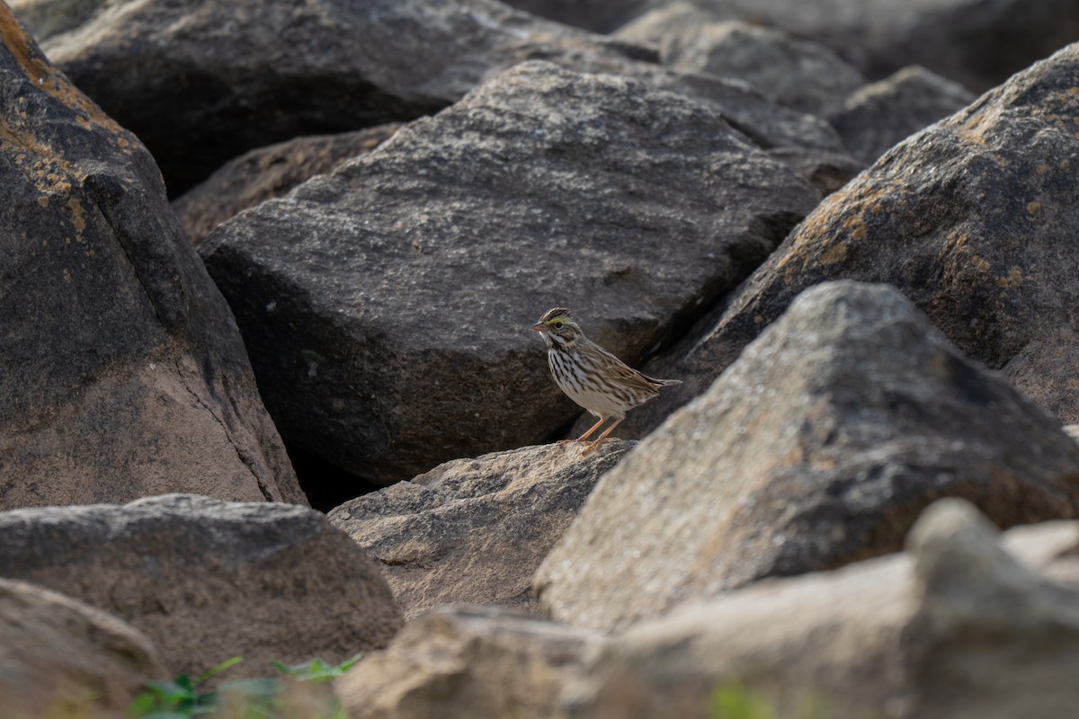 サバンナシトド（sandwichensis グループ） - ML645924716