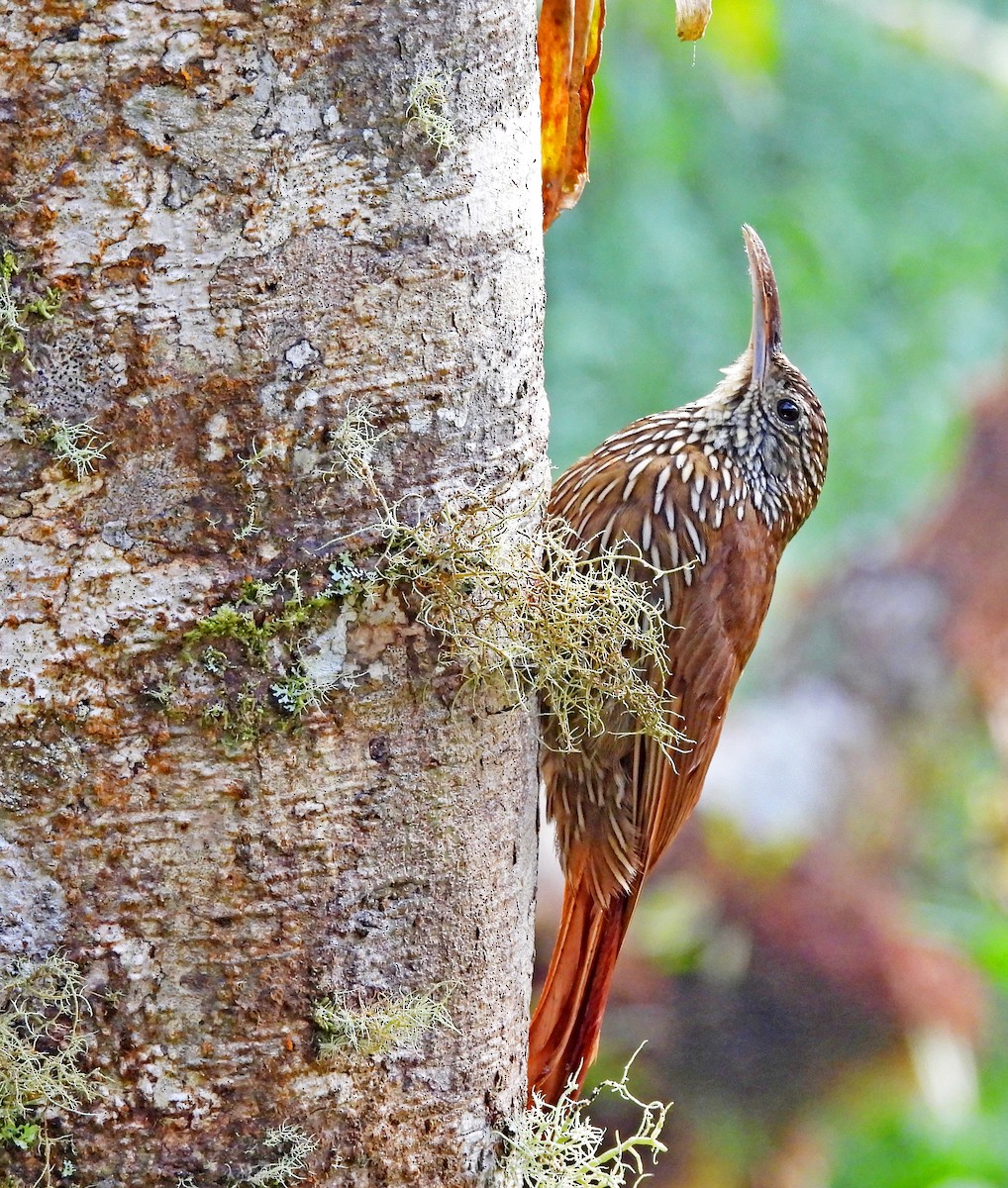 tåretreløper - ML645924718