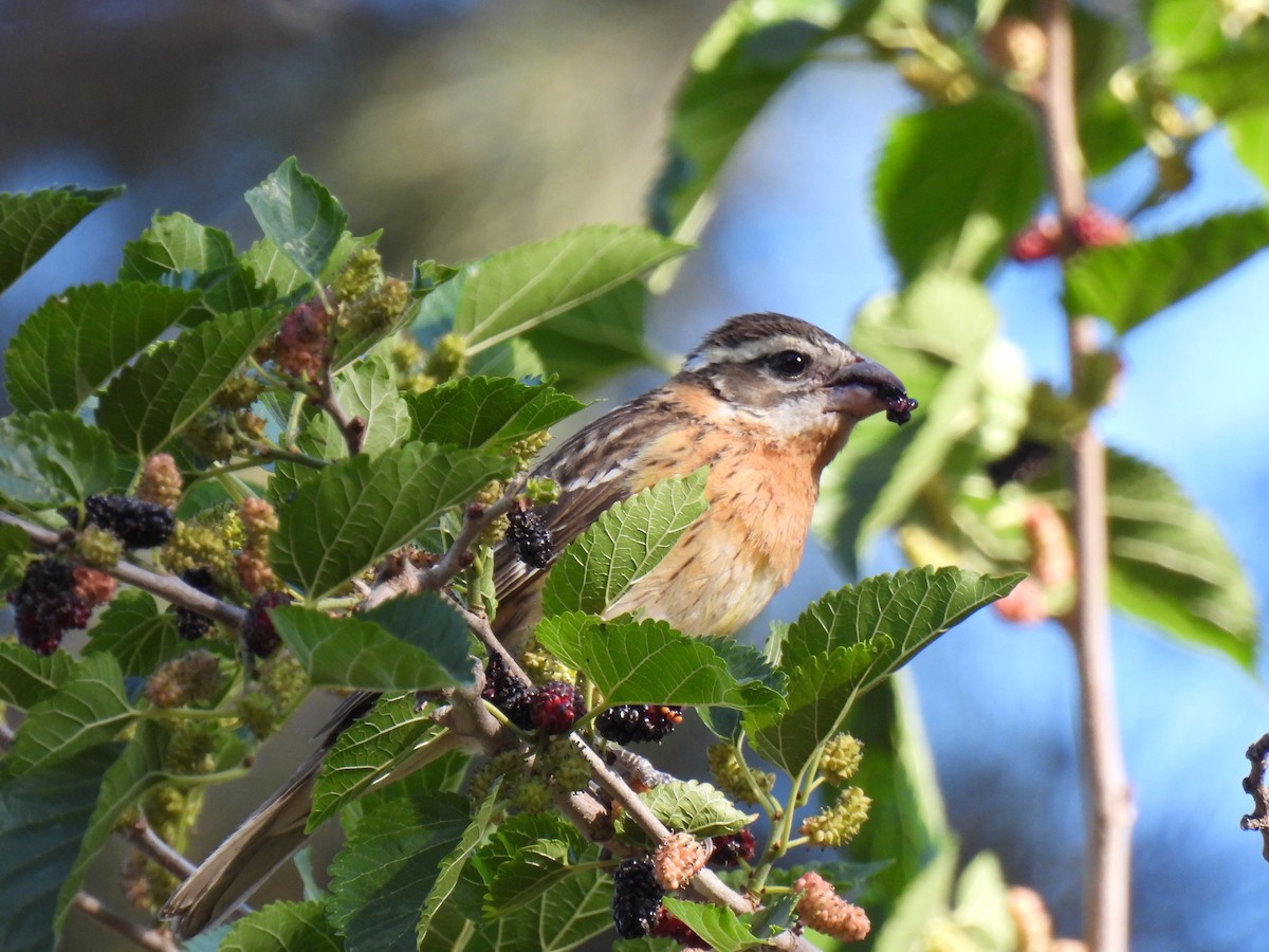 Black-headed Grosbeak - ML645924719