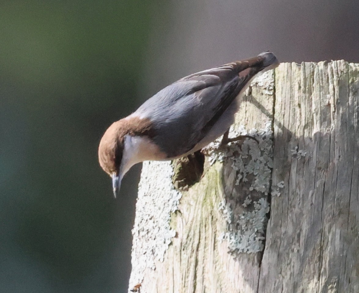 brhlík hnědohlavý - ML645924720