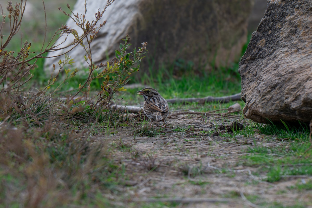 サバンナシトド（sandwichensis グループ） - ML645924721