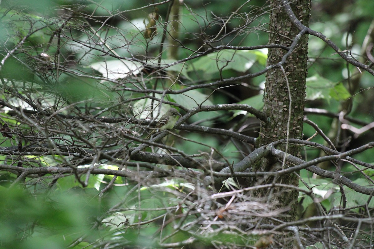Acadian Flycatcher - ML645924724