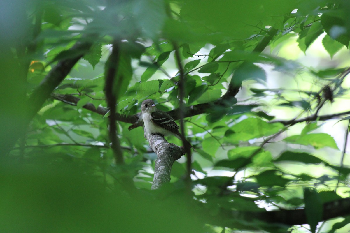 Acadian Flycatcher - ML645924725