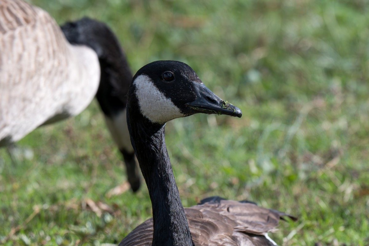 カナダガン - ML645924729