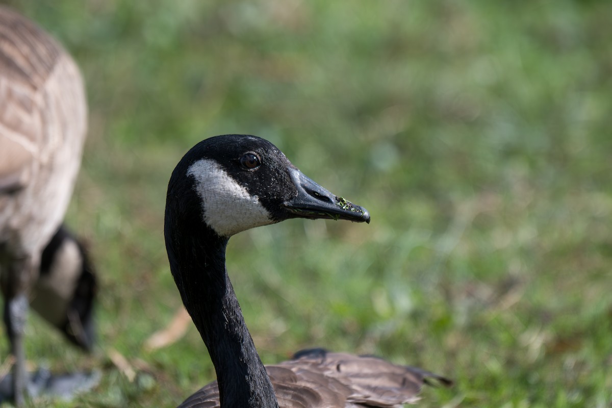 カナダガン - ML645924731