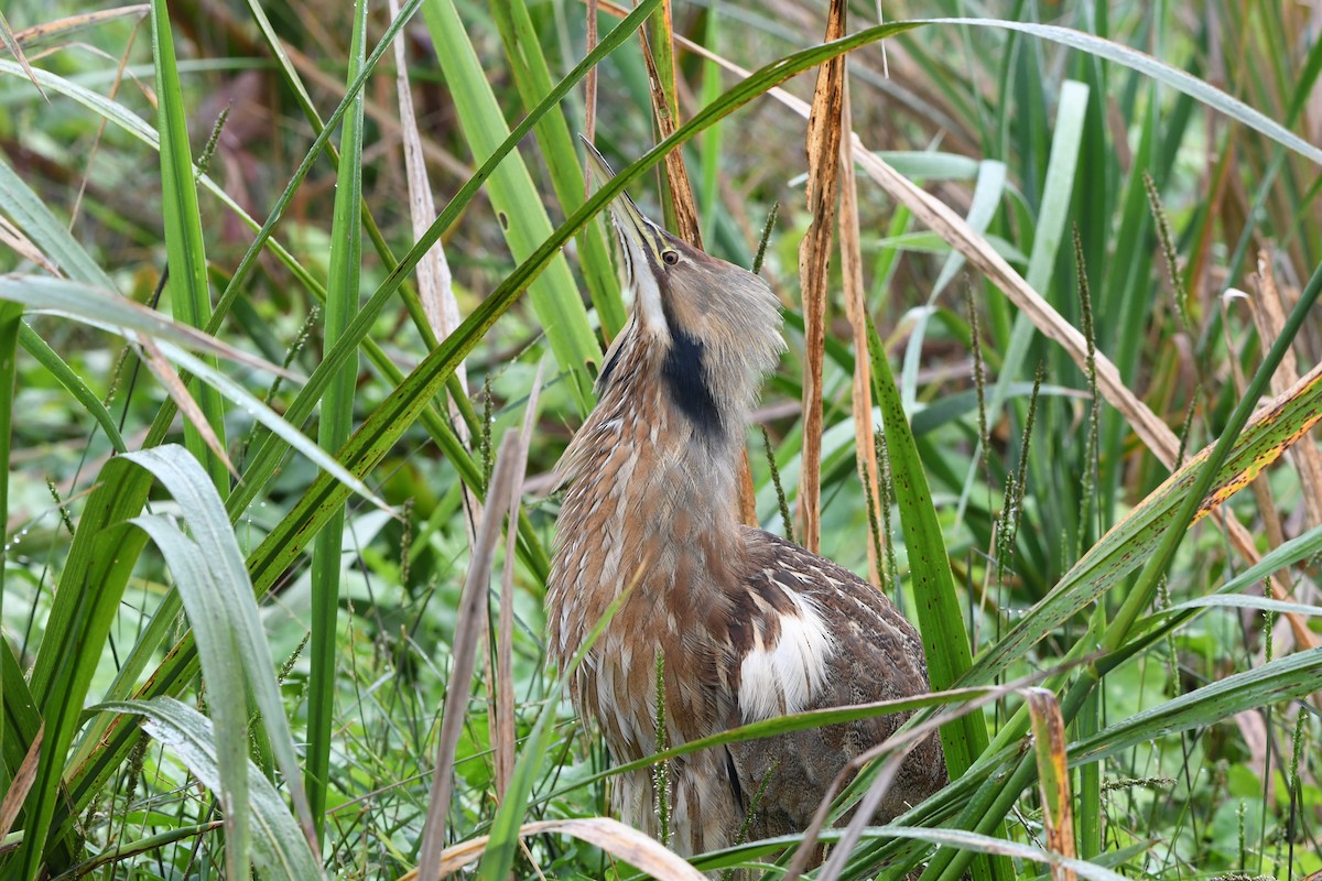 Amerika Balabanı - ML645924736
