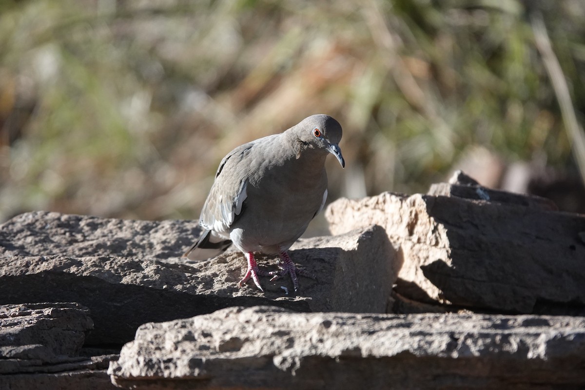 White-winged Dove - ML645924738