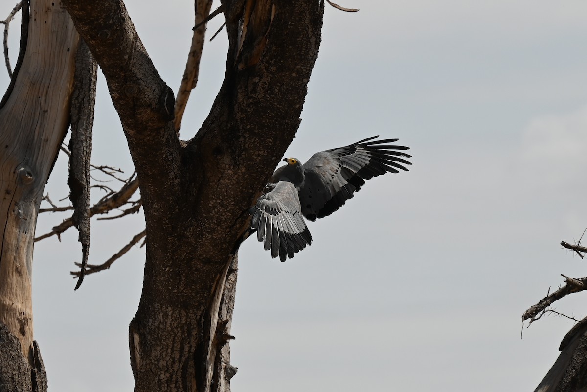 African Harrier-Hawk - ML645924739
