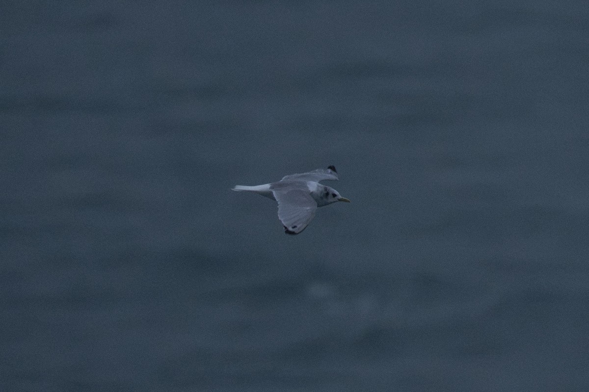 Black-legged Kittiwake - ML645924741