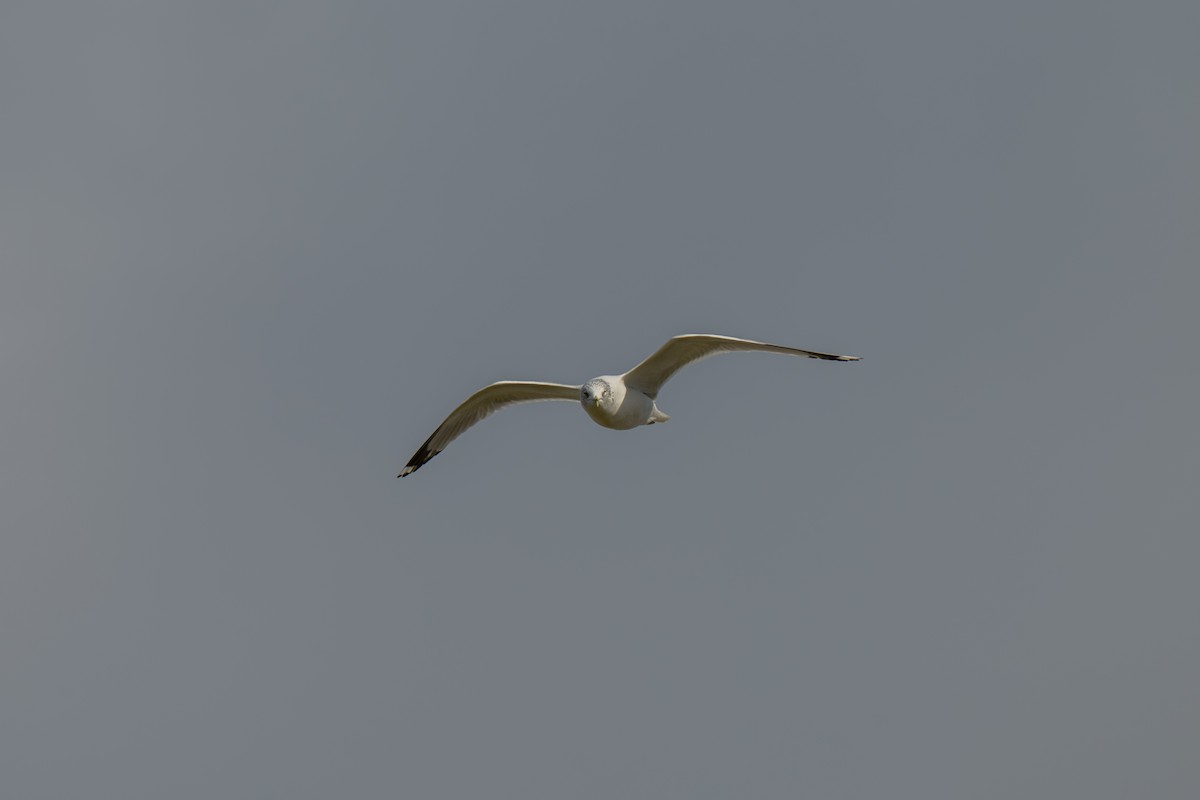 クロワカモメ - ML645924742