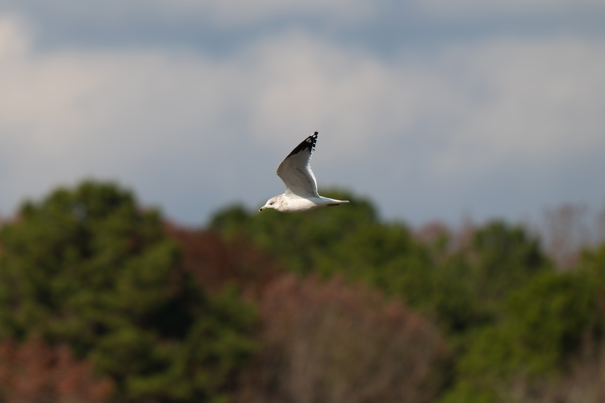 クロワカモメ - ML645924748