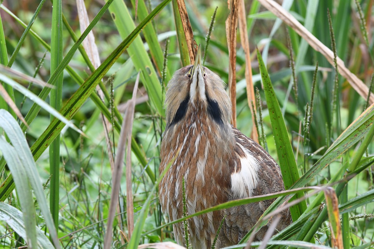 Amerika Balabanı - ML645924751
