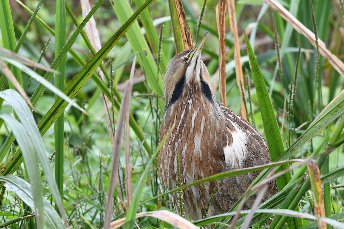 Amerika Balabanı - ML645924752