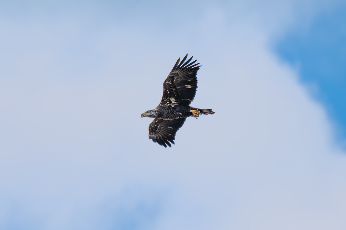 ハクトウワシ - ML645924753