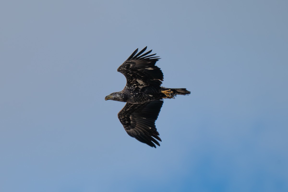 ハクトウワシ - ML645924755