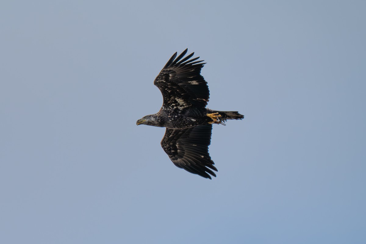 ハクトウワシ - ML645924756